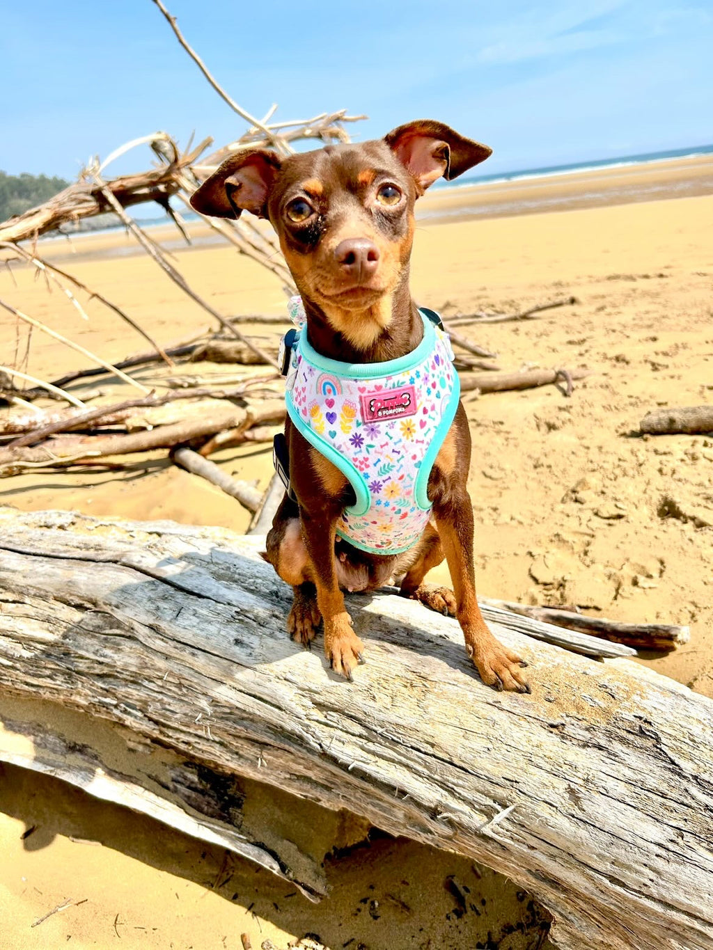 Harness - Ditsy Sprinkles