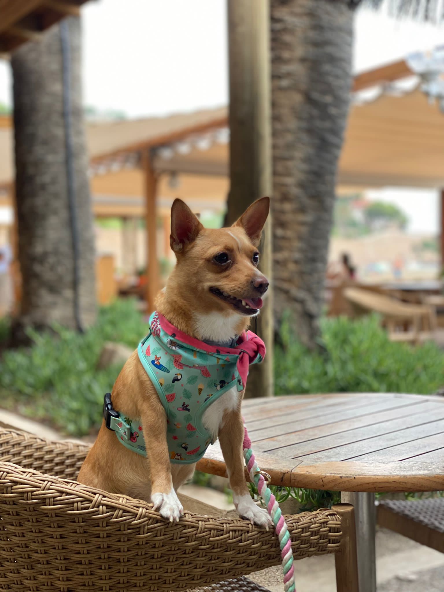 Harness - Summer Pawl Pawty