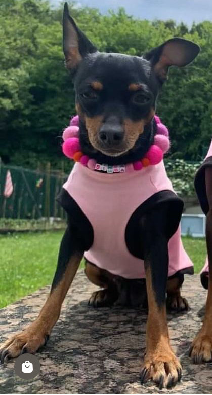 Pink - Personalised Pom Pom Dog Collar
