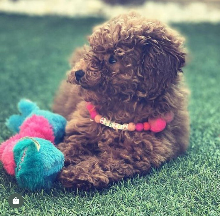 Pink - Personalised Pom Pom Dog Collar