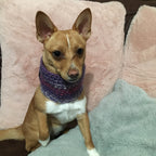 Ombré Purple & Pink Crochet Dog Snood / Buff
