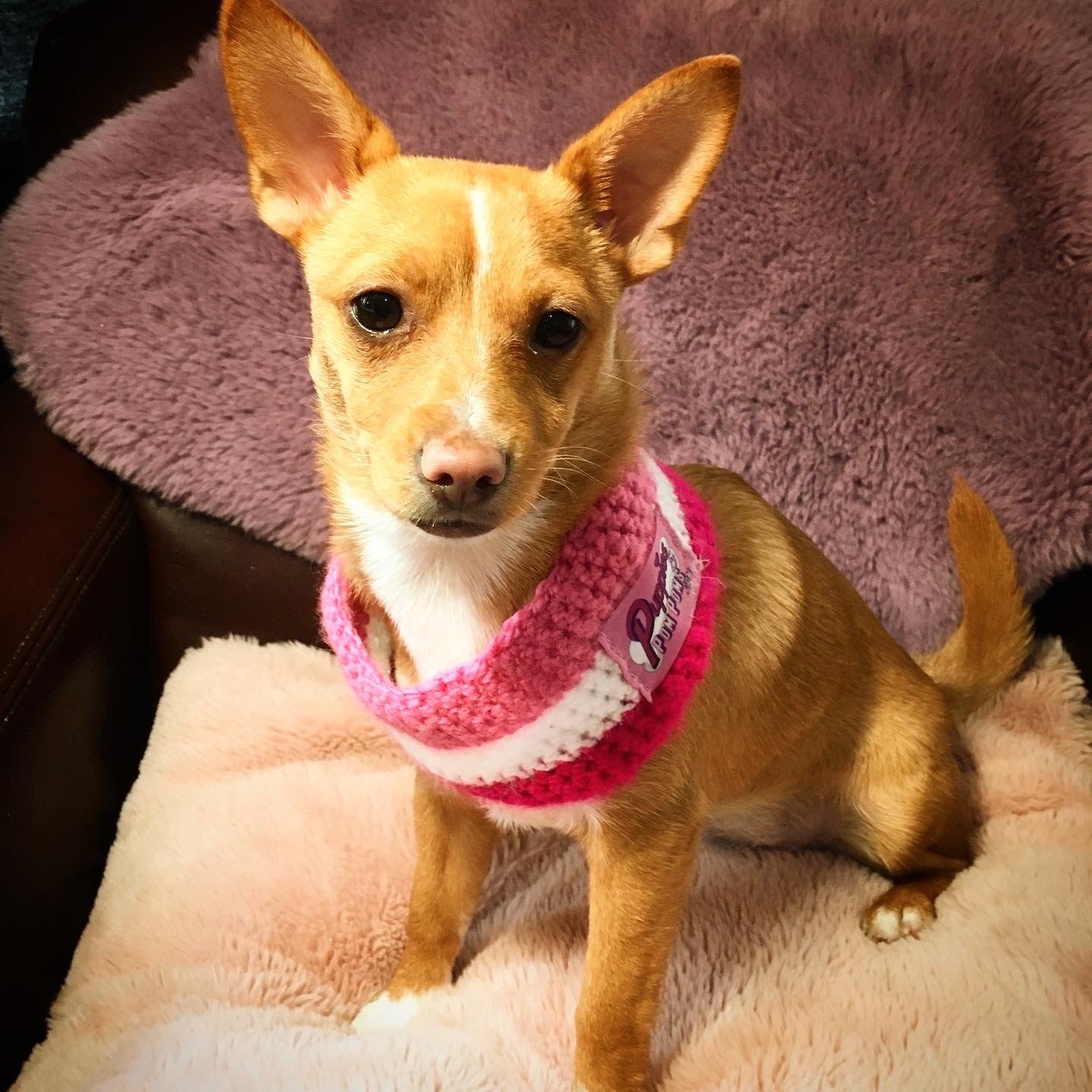 Candy Pink Stripes Crochet Dog Snood / Buff