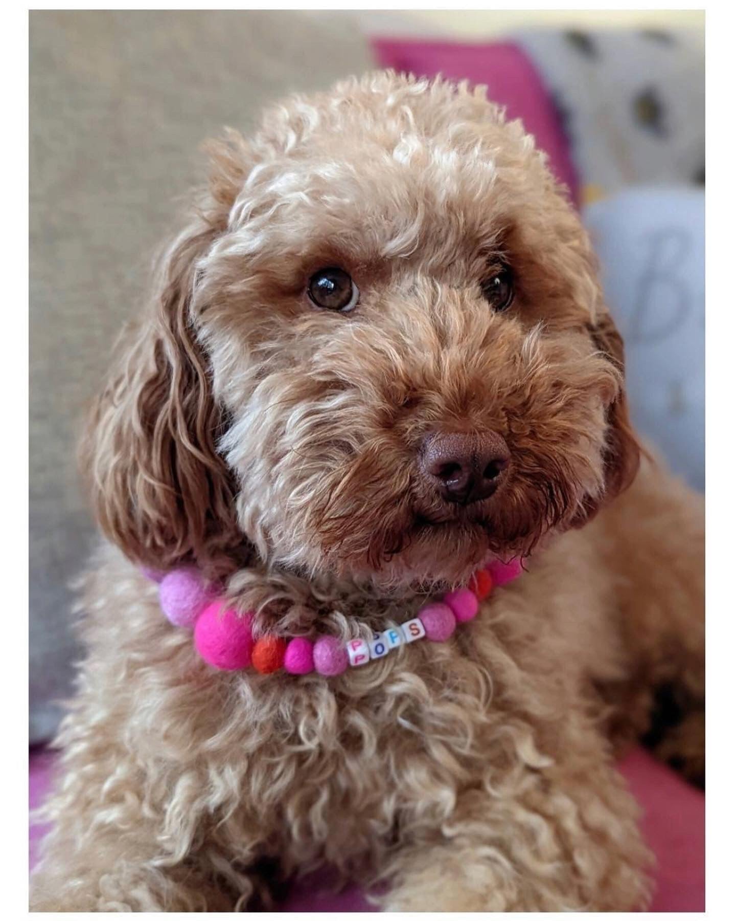 Pink - Personalised Pom Pom Dog Collar
