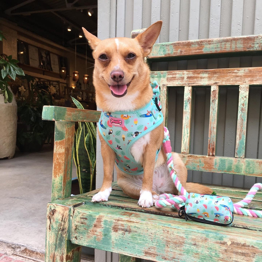Harness - Summer Pawl Pawty