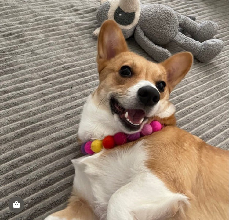 Pink - Personalised Pom Pom Dog Collar