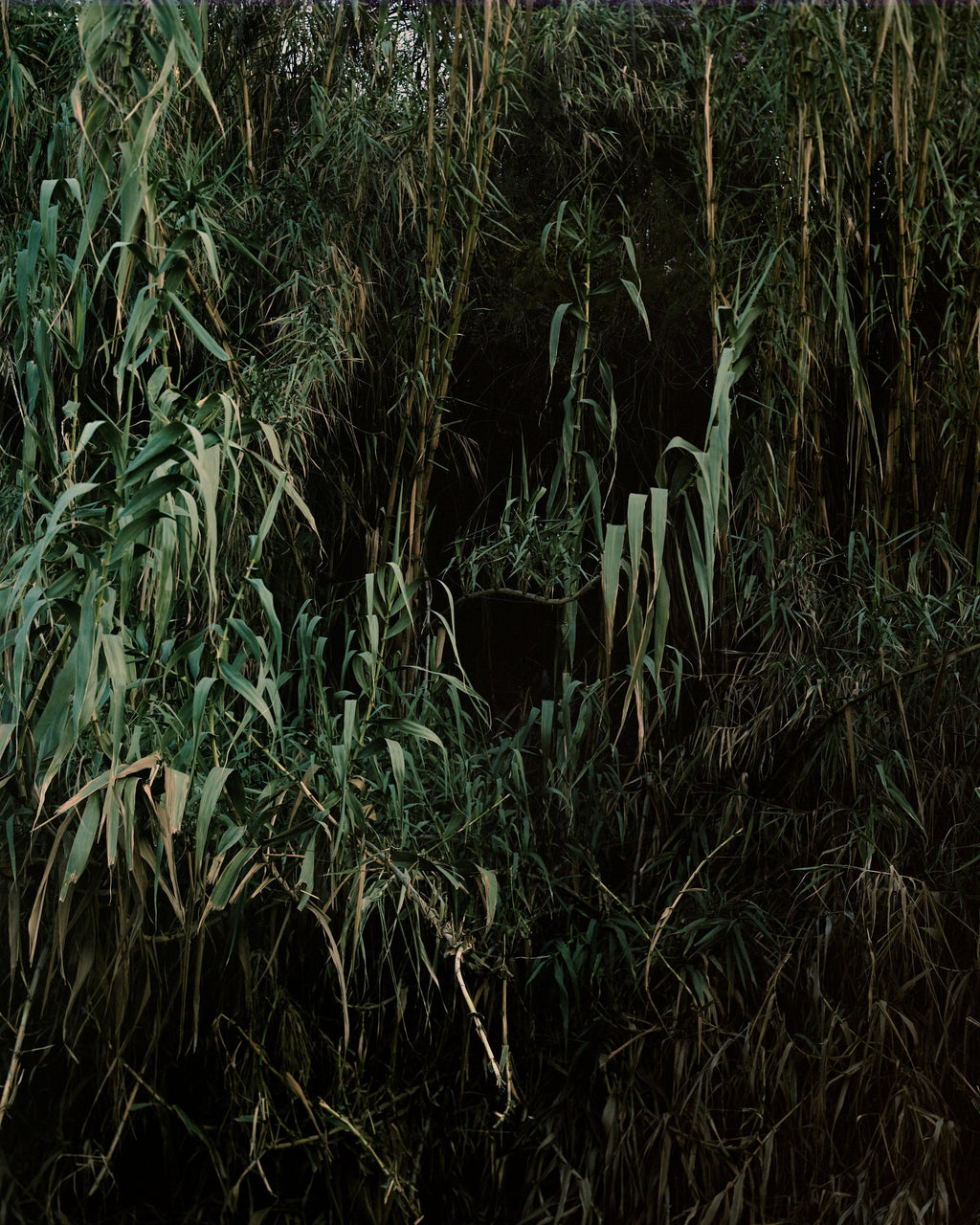 Oasis