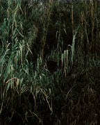 Oasis