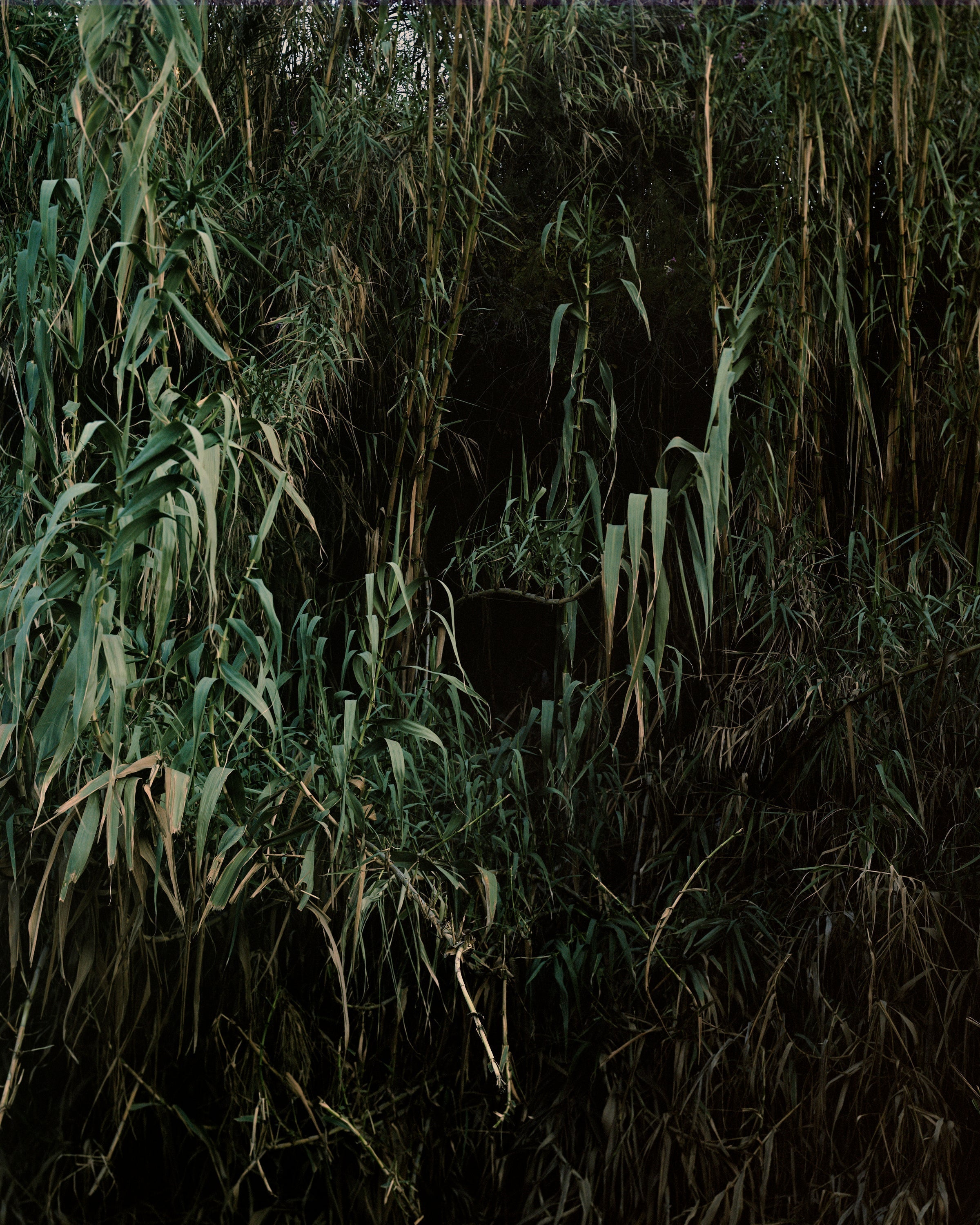 Oasis