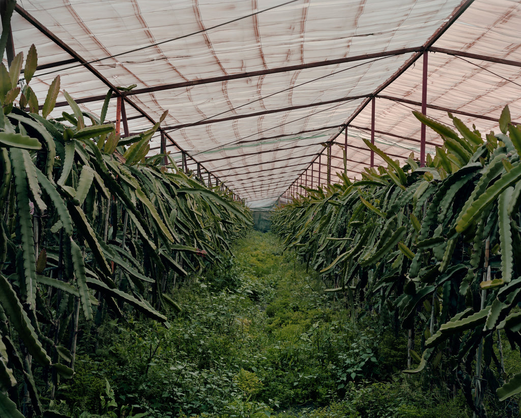 Oasis