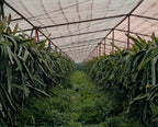 Oasis