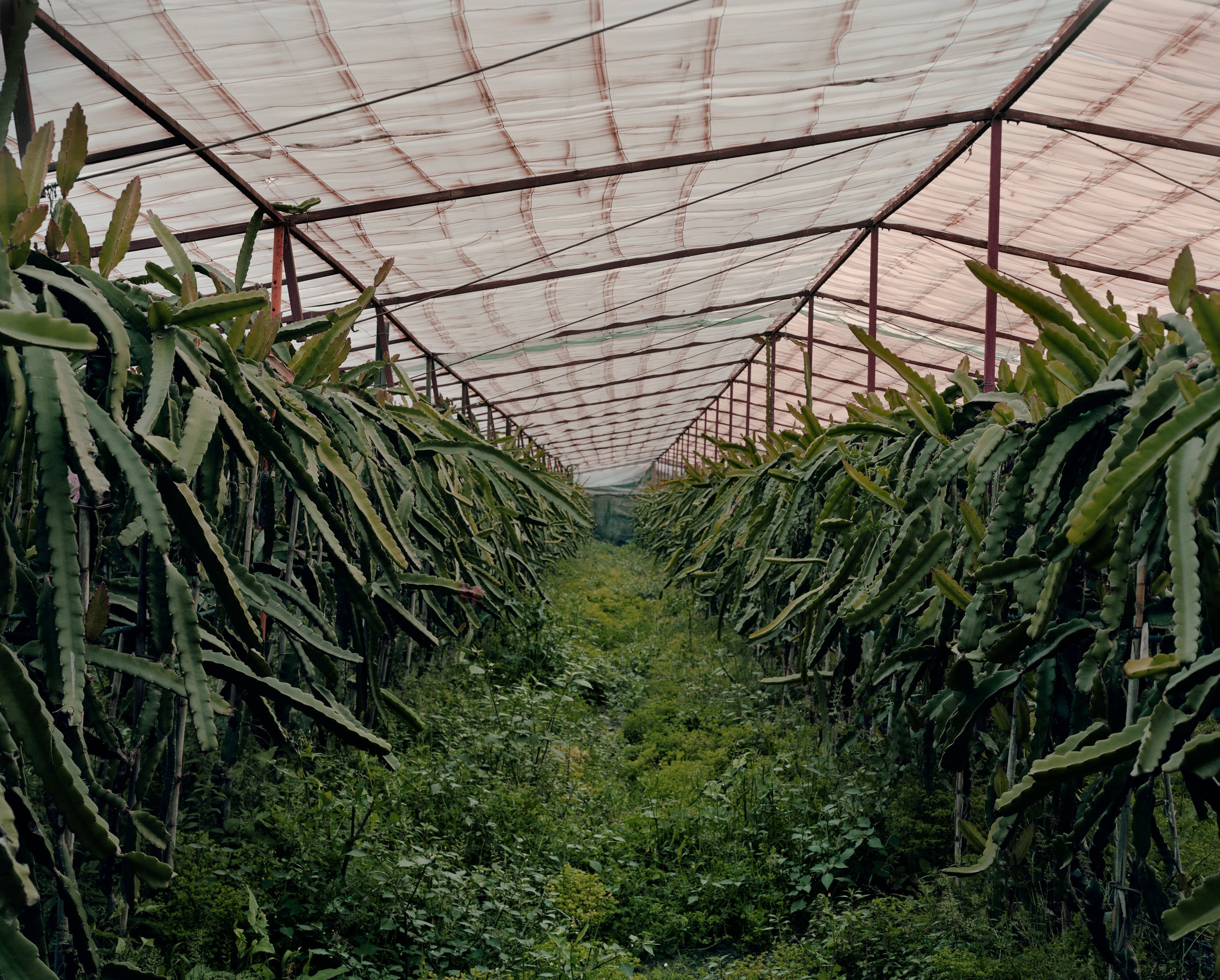 Oasis