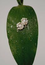 Pendientes Flor Uma