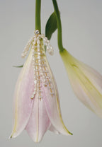 Pendientes Lazo Perlas Aurora
