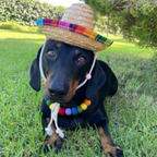 Collar para perro con pompones personalizados - Bolas de 2 cm arcoíris brillantes