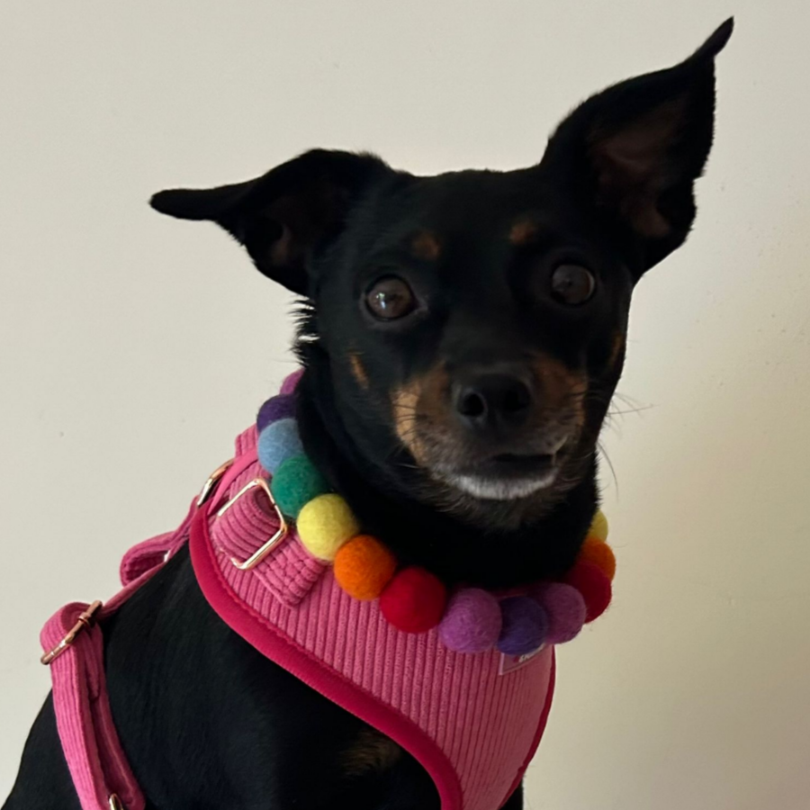 Collar para perro con pompones personalizados - Bolas de 2 cm arcoíris brillantes
