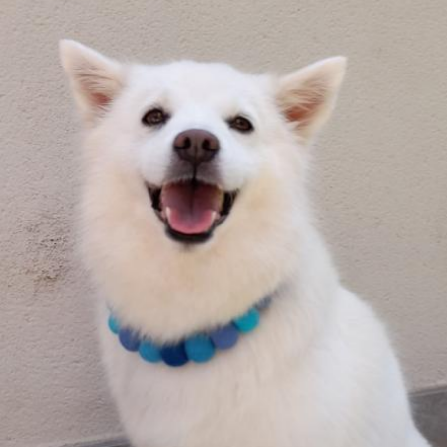 Collare personalizzato per cani con pon pon - Blu