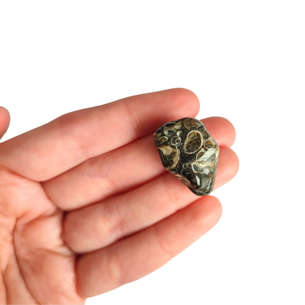 Rodado de Ágata Turritella