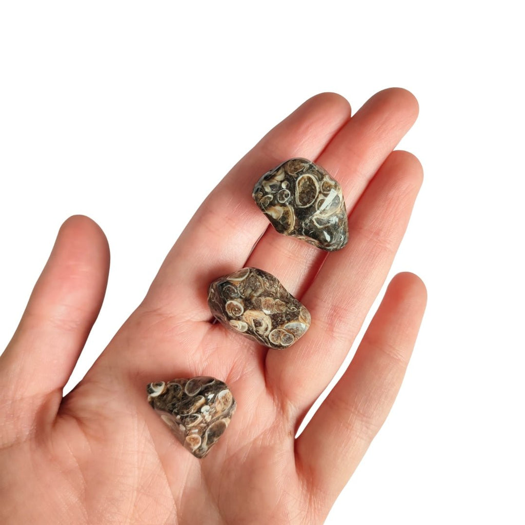 Rodado de Ágata Turritella