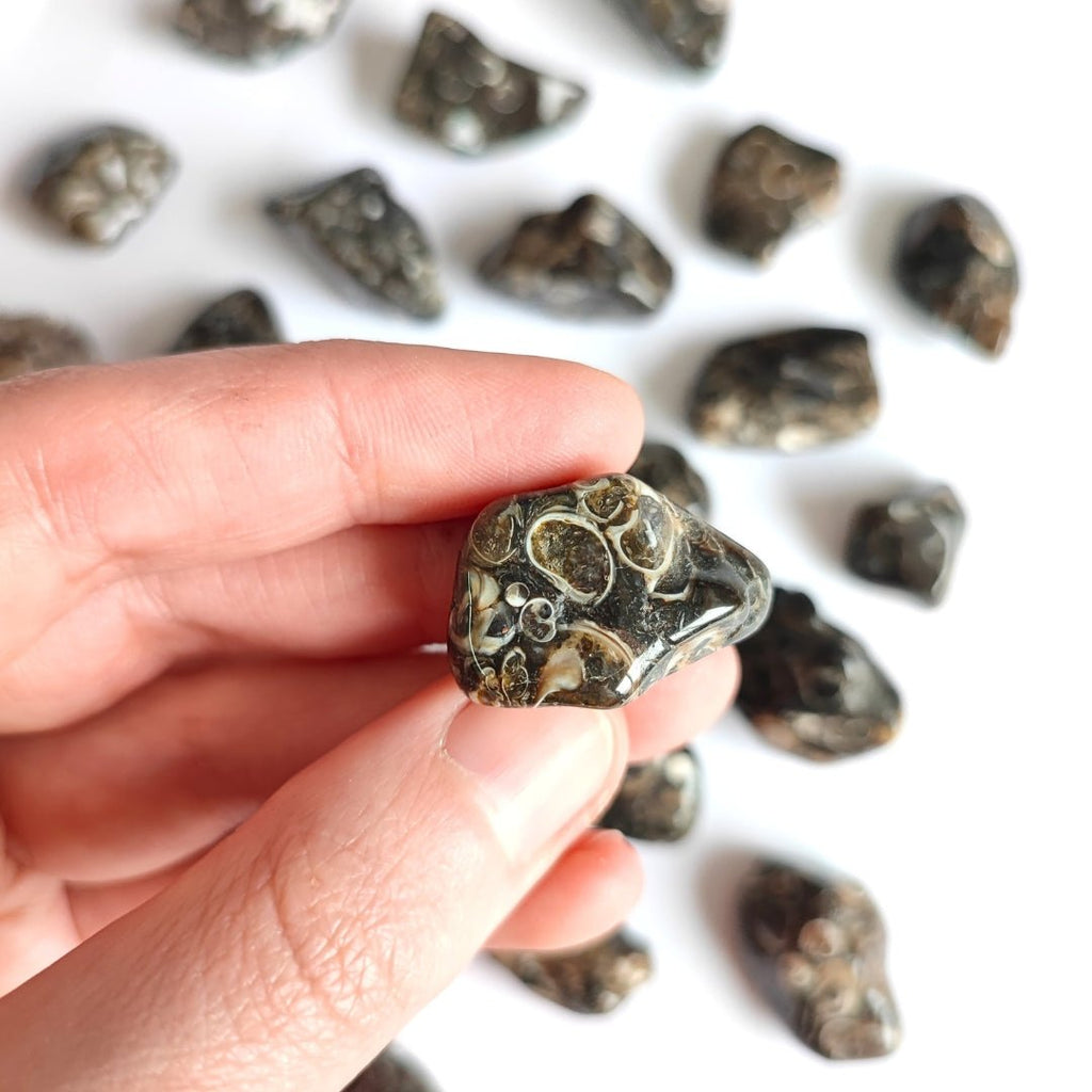 Rodado de Ágata Turritella