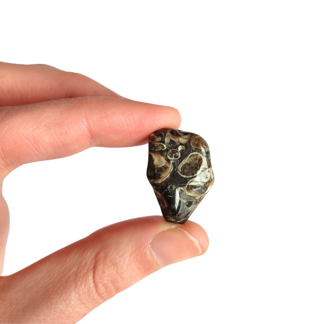 Rodado de Ágata Turritella