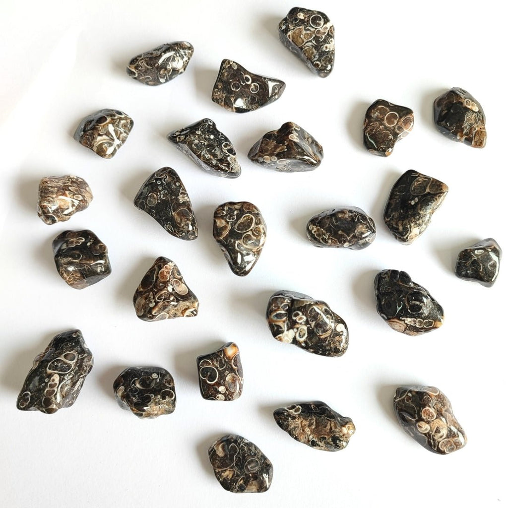 Rodado de Ágata Turritella