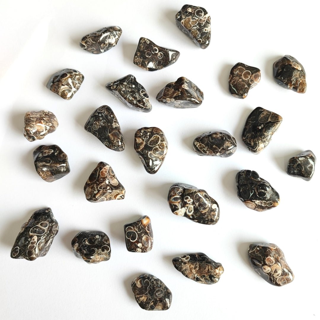 Rodado de Ágata Turritella