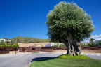 Dreamy Spacious Ibiza Villa with Modern Stylish Interiors, Beautiful Garden and Gorgeous Cala Comte Sunset Sea Views