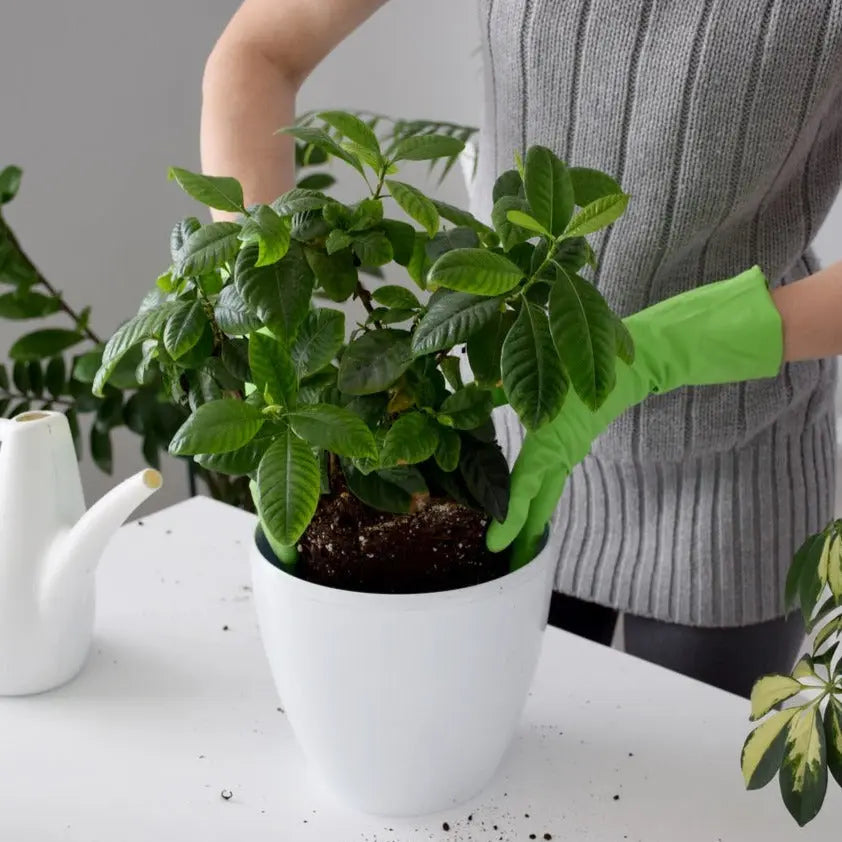 Sustrato Básico para Plantas Acidofilas