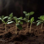 Sustrato Universal Ecológico EcoVita