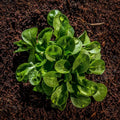 Sustrato Universal Ecológico EcoVita