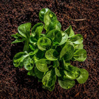 Sustrato Universal Ecológico EcoVita