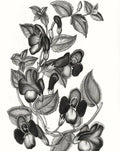 Torenia Asiatica Pulcherrima Print
