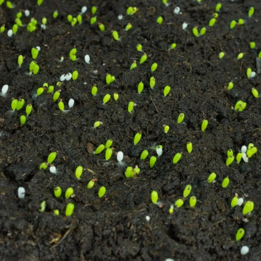 Sustrato Organico Tur bas Rubia Negra